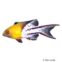 Lyraschwanz-Lippfisch (Bodianus anthioides)