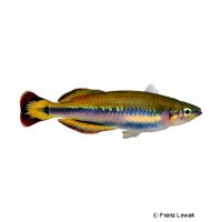 Madagaskar-Ährenfisch (Bedotia madagascariensis)