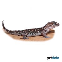 Madagaskar-Großkopfgecko (Paroedura picta)
