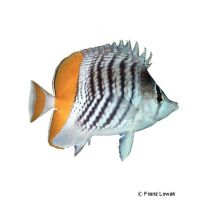 Madagaskar-Winkelfalterfisch (Chaetodon madagaskariensis)