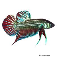 Mahachai-Kampffisch (Betta mahachaiensis)