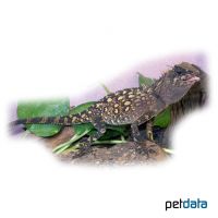 Malayischer Nackenstachler (Acanthosaura armata)