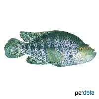Managua-Buntbarsch (Parachromis managuensis)