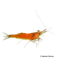 Mandarinengarnele (Caridina thambipillai)