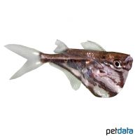 Marmor-Beilbauchfisch (Carnegiella strigata fasciata)