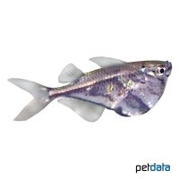 Marmor-Beilbauchfisch (Carnegiella strigata)