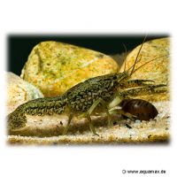 Marmorkrebs (Procambarus virginalis)