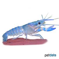 Marron Krebs (Cherax tenuimanus)