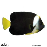 Masken-Samtkaiserfisch (Chaetodontoplus meredithi)