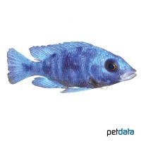 Maulbrüter-Buntbarsch (Placidochromis phenochilus)