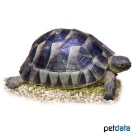 Maurische Landschildkröte (Testudo graeca graeca)
