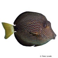 Mauritius-Segeldoktorfisch (Zebrasoma gemmatum)