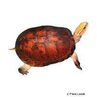 McCords Scharnierschildkröte (Cuora mccordi)