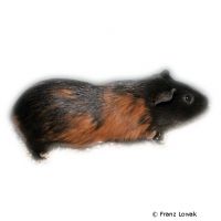 Meerschweinchen (Cavia porcellus)