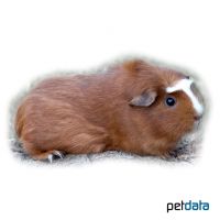 Meerschweinchen Crested (Cavia porcellus 'Crested')