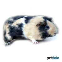 Meerschweinchen Glatthaar (Cavia porcellus 'Glatthaar')