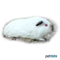 Meerschweinchen Himalaya (Cavia porcellus 'Himalaya')