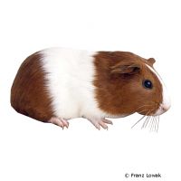 Meerschweinchen Kurzhaar (Cavia porcellus 'Kurzhaar')