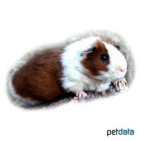 Meerschweinchen Rex (Cavia porcellus 'Rex')