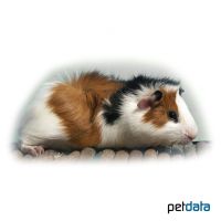 Meerschweinchen Rosetten (Cavia porcellus 'Rosetten')