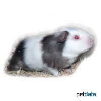 Meerschweinchen Satin (Cavia porcellus 'Satin')