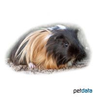 Meerschweinchen Sheltie (Cavia porcellus 'Sheltie')