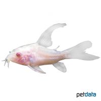 Metall-Panzerwels Albino Long Fin (Corydoras aeneus)