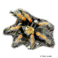 Mexikanische Rotbein-Vogelspinne (Brachypelma boehmei)