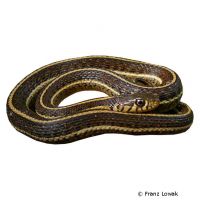 Mexikanische Strumpfbandnatter (Thamnophis eques)