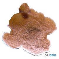 Mikroporenkoralle (SPS) (Montipora foliosa)