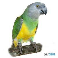 Mohrenkopfpapagei (Poicephalus senegalus)