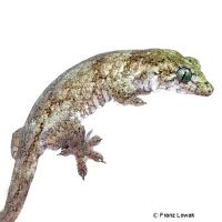Molukken-Gecko (Gehyra marginata)