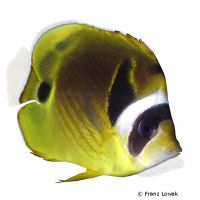 Mondsichel-Falterfisch (Chaetodon lunula)