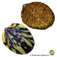 Muschelschnecke (Septaria porcellana)