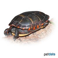 Nördliche Zierschildkröte (Chrysemys picta picta)