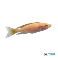Neon-Kärpflingscichlide Albino (Paracyprichromis nigripinnis 'Albino')