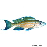 Neon-Kärpflingscichlide-Chituta (Paracyprichromis nigripinnis 'Chituta')