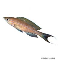 Neon-Kärpflingscichlide (Paracyprichromis nigripinnis)