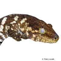 Neukaledonischer Riesengecko (Rhacodactylus leachianus)