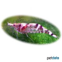 Ninja-Garnele (Caridina serratirostris)