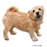 Norfolk Terrier ()