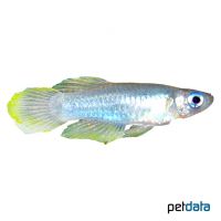 Normans Leuchtaugenfisch (Poropanchax normani)