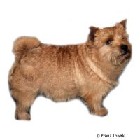 Norwich Terrier ()