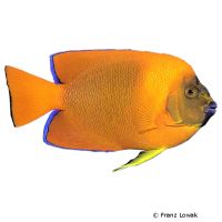 Orange-Prachtkaiserfisch (Holacanthus clarionensis)