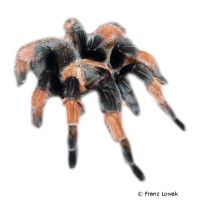 Orangebein-Vogelspinne (Brachypelma emilia)