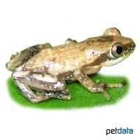 Ostafrikanischer Bananenfrosch (Afrixalus fornasini)