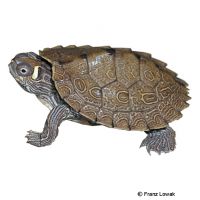 Ouachita-Höckerschildkröte (Graptemys ouachitensis)