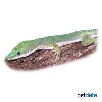 Palmen-Taggecko (Phelsuma dubia)