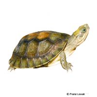 Pans Scharnierschildkröte (Cuora pani)