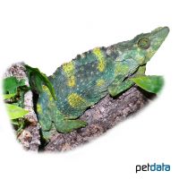 Pantherchamäleon (Furcifer pardalis)